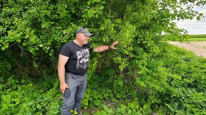 Żurawie zjadły mi kukurydzę