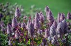 Ptilotus exaltatus 