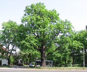 Prośba o galerię - dzielnica Biskupin-Sępolno-Dąbie-Bartoszowice