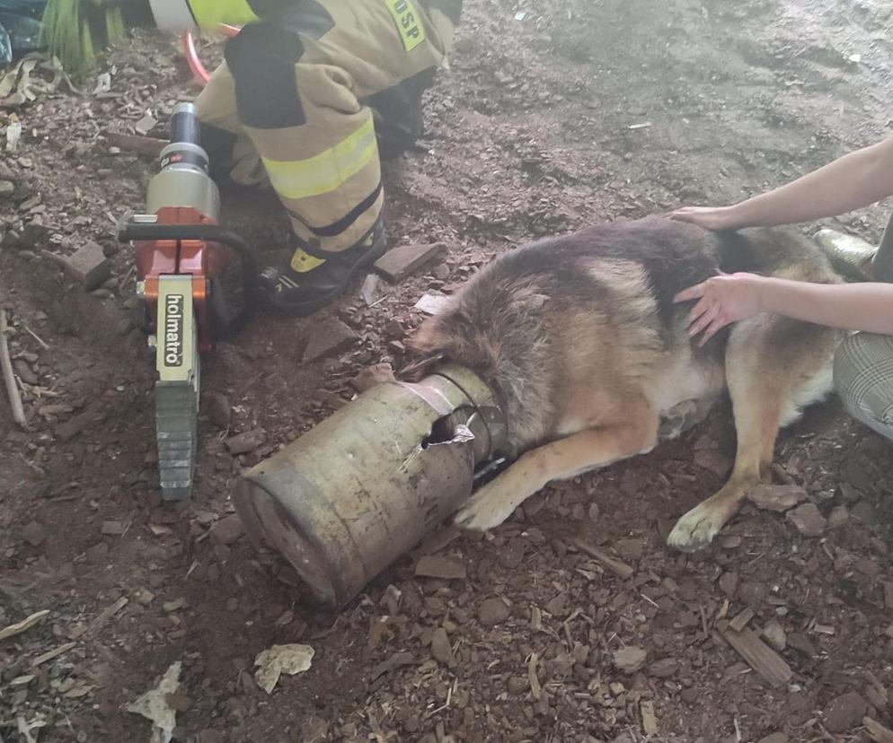 Głowa psa utknęła w bańce na mleko. Nie pomogła szlifierka, do akcji ruszyli strażacy z Mazur [ZDJĘCIA]