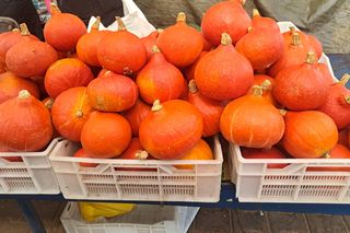 Ceny dyni 2025 na Nowym Kleparzu i Starym Kleparzu w Krakowie