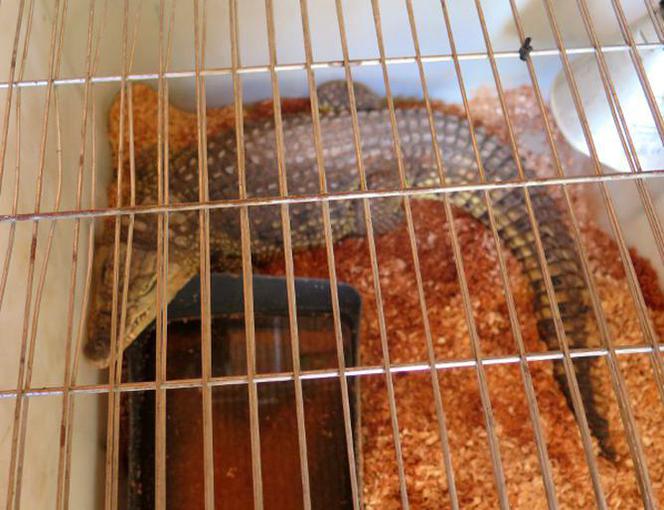 Pawłowice: Niedźwiedź, krokodyl i dwa żółwie odebrano cyrkowi Vegas