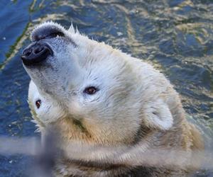 Niedźwiedzie polarne z Warszawskiego ZOO