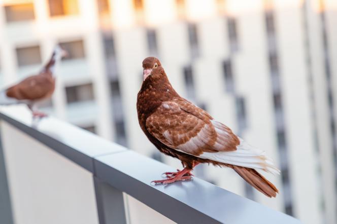 Jak odstraszyć gołębie z balkonu