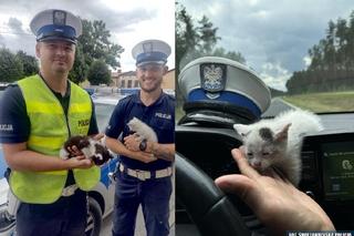 Dwa małe kotki uratowane przez policjantów z Włoszczowy