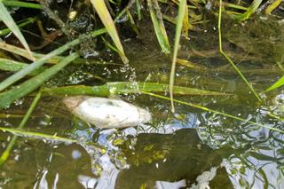 Zatruta rzeka Wilga w Krakowie