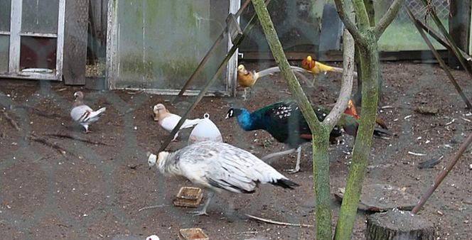 Zginął w wypadku gdy jechał po pawia 