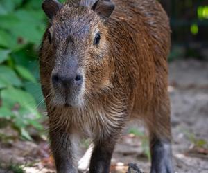 Kapibary przejmują łódzkie ZOO! Do dwóch samic dołączył samiec