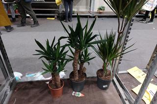 Festiwal Roślin w Rzeszowie [GALERIA]