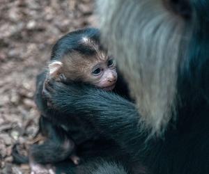 Baby boom w Orientarium ZOO Łódź. Weź udział w konkursie na imiona dla maluchów!