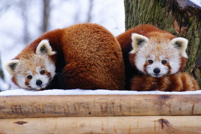 Pandy małe to jedne ze zwierząt łódzkiego zoo, które lubią zimę