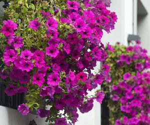 Petunia