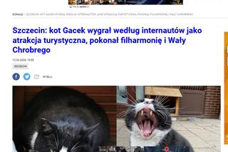 Kot Gacek ze Szczecina