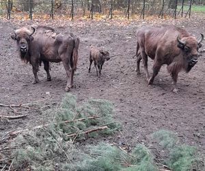 Młodą żubrzyczką w bydgoskim zoo opiekują się babcia i mama. Ona jest od chmur zawracania!