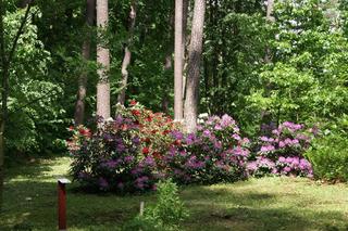 Leśne arboretum w Kudypach otwarte dla zwiedzających [ZDJĘCIA]