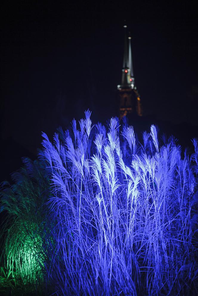 Lasery, muzyka i kolorowe iluminacje w Ogrodzie Botanicznym we Wrocławiu