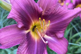 Parki kieszonkowe, Olivia Centre w Gdańsku