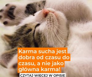 Karma sucha? To nie może być podstawa diety kota. Przeczytaj opis