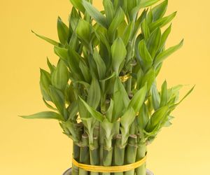 Lucky Bamboo