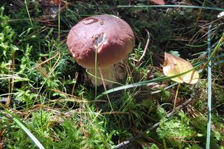 Grzyby w świętokrzyskim