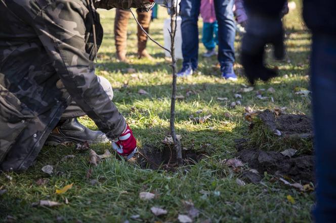 W Tychach rozpoczęło się rodzinne sadzenie drzew