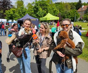 Festiwal Przyjaciół Zwierząt w Olsztynie. Park Centralny opanowały radosne pieski