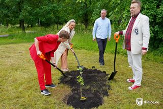Dąb Kubuś - potomek Bartka - posadzony w Kielcach