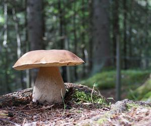 W sądeckich lasach rusza sezon na grzyby! O czym pamiętać idąc na grzybobranie?