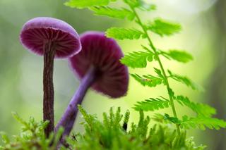 Te fioletowe grzyby spotkasz w polskich lasach. Leśnik zdradza, czy są jadalne