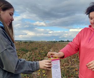 Samozbiory pomidorów na plantacji w Niewirkowie cieszą się powodzeniem