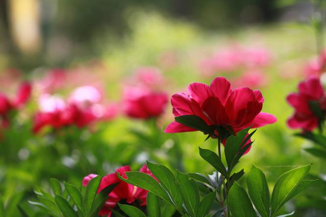 Ogród Botaniczny w Łodzi to nie tylko tulipany! Te piękne kwiaty mają teraz szczyt kwitnienia! Trudno oprzeć się ich zapachowi