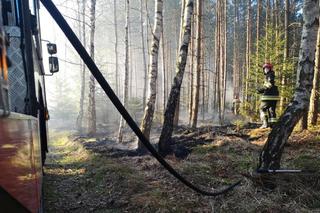 Lasy zaczną płonąć? Duże zagrożenie pożarami w Pomorskiem i nie tylko!