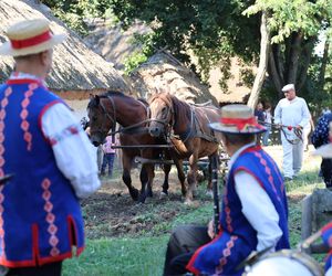 W skansenie w Lublinie pokazali, jak dawniej wyglądały wykopki kartoflane