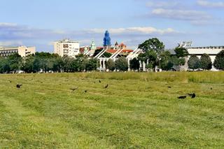 Sianokosy na Błoniach