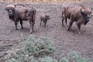 Młodą żubrzyczką w bydgoskim zoo opiekują się babcia i mama. Ona jest od chmur zawracania!