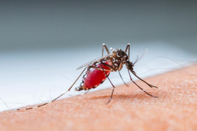 Wirusy mogą zmieniać ludzki zapach. Niektóre szczególnie przyciągają komary