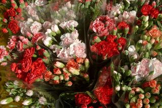 Wyślij swoje rośliny na wakacje. W Warszawie powstał hotel dla kwiatów!