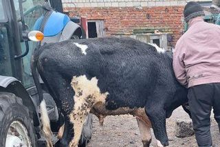 Byk wpadł do szamba pod Inowrocławiem! Dramatyczna akcja ratunkowa 