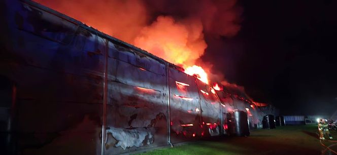Ogromny pożar fermy drobiu w Fałkowicach. W ogniu mogło zginąć nawet 130 tysięcy kur