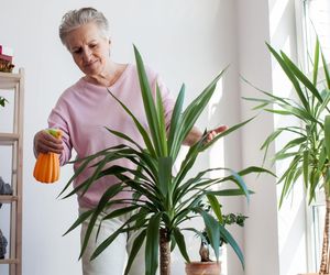 Zalewam wrzątkiem i po 30 minutach podlewam jukę. Obsypuje się zielonymi pędami i rośnie jak szalona. Naturalny do juki domowej