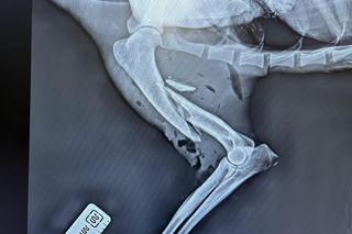 wilk w lubelskiej klinice