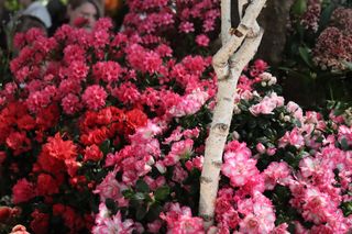 World Flower Show w Poznaniu