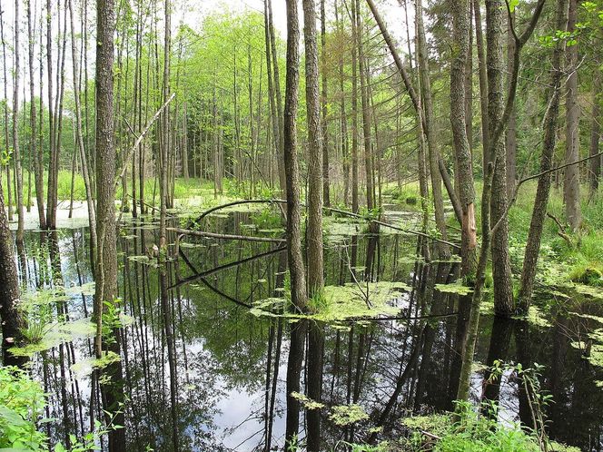 Nowe rezerwaty przyrody w Podlaskiem