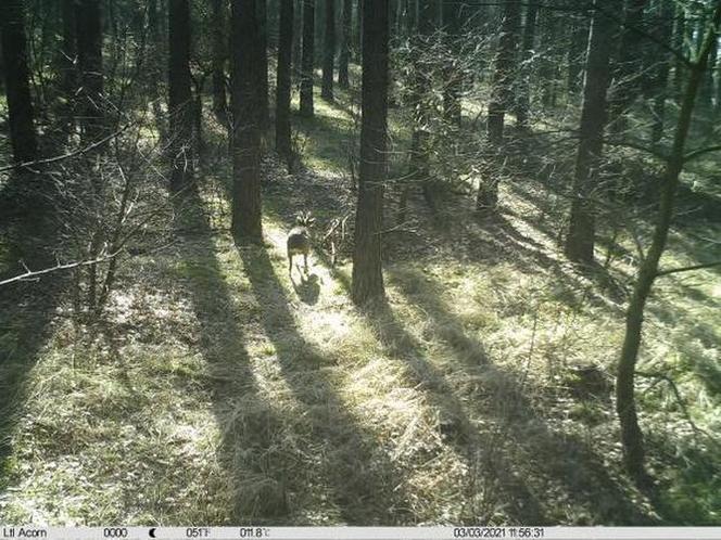 Kłusownik w Nadleśnictwie Skwierzyna
