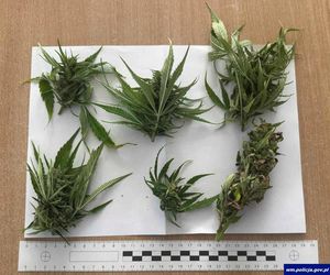 Plantacja konopi w powiecie Ostródzkim