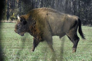 Turystka poturbowana przez żubra na Podlasiu. Białowieski Park ostrzega 