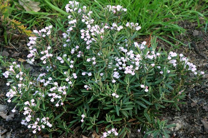 Modrzewnica pospolita