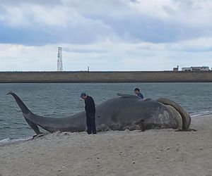 Wieloryb na plaży w Helu! Rozwiązanie tej zagadki jest zaskakujące!