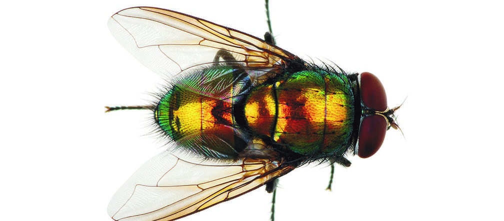 Mucha wygrywa debatę prezydencką