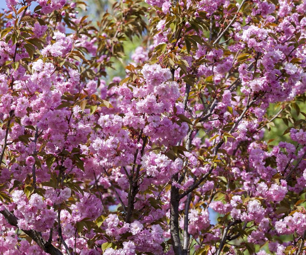 Wiśnia piłkowana 'Shimidsu Sakura'